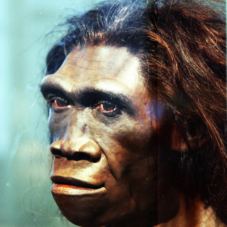 Model of female Homo erectus, Smithsonian Museum of National History